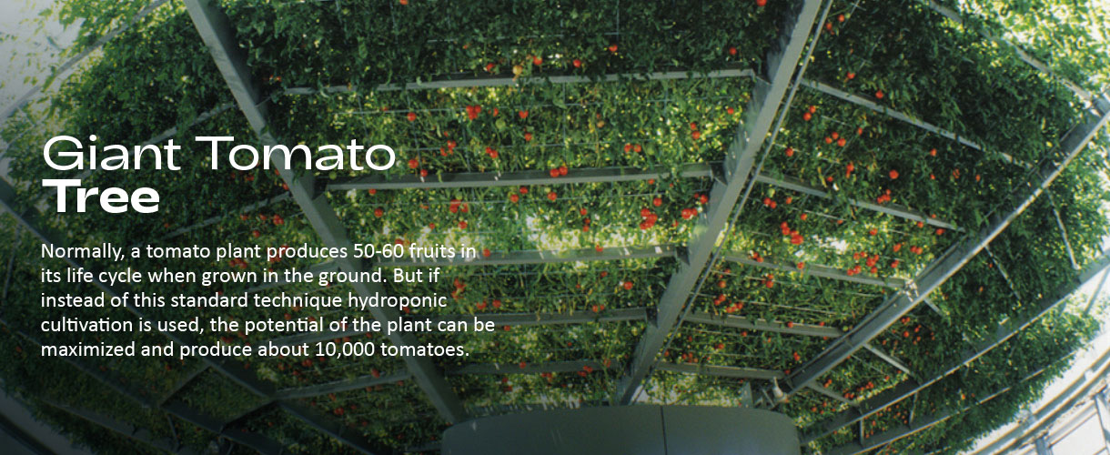 Giant Tomato Tree