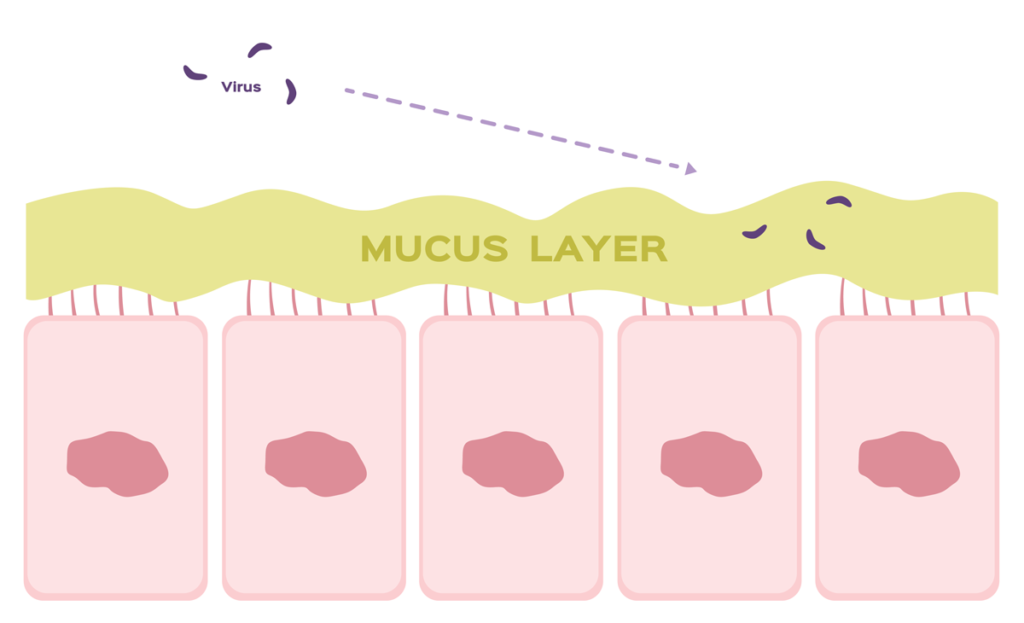 barrera contra virus y bacterias