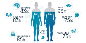 Agua en el cuerpo humano